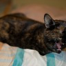 Sleepy Mixi (aka Torpedo Cat)